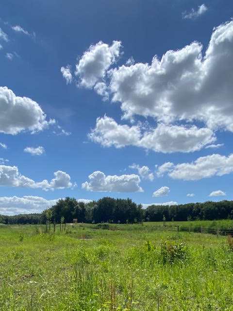 Open veld met wolkenlucht
